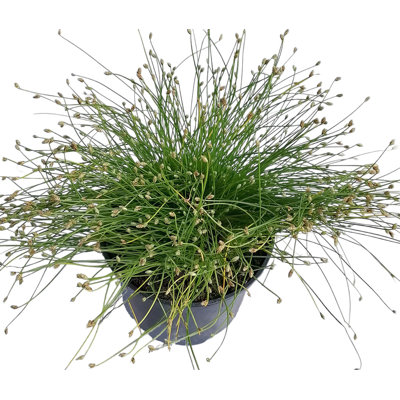 Isolepis