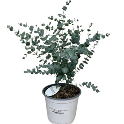 Eukalyptus - Eucalyptus parvula Co5L 70/80
