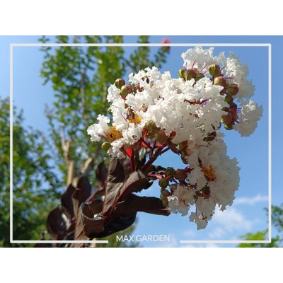 Myrta krepová tmavo ružová - Lagerstroemia indica ´ Bianco Grassi´  Co3L 60/100