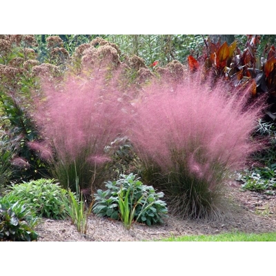 Muhlenbergia capillaris