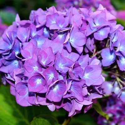 Hortenzia kalinolistá - Hydrangea macrophylla 'Little Purple' Co2L 15/20