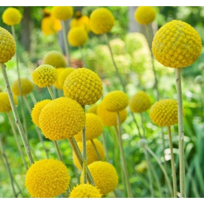 Carspedia globosa ´Golf Beauty´