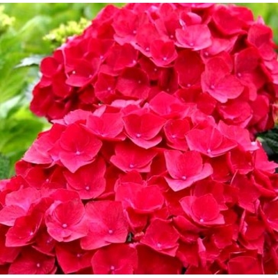 Hortenzia kalinolistá - Hydrangea macrophylla - ružová Co5L  30/40