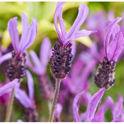 Levanduľa  - Lavandula Stoechas ´Anouk´  P17