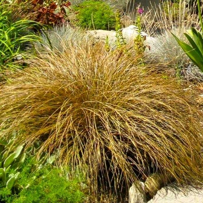 Ostrica japonská - Carex morrowii ´ICE DANCE´  Co2L