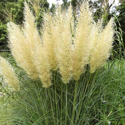 Pampová tráva NÍZKA odroda - Cortaderia selloana ´Pumila´