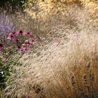 Metlica trsnatá - Deschampsia cespitosa &#039;Goldtau&#039;