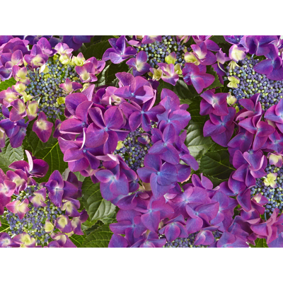 Hortenzia kalinolistá - Hydrangea macrophylla ´Rosita´  Veľkosť: 20-30 , K2,5