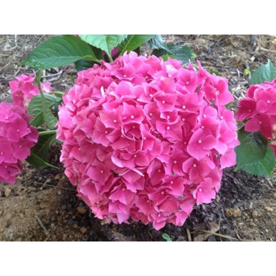 Hortenzia kalinolistá - Hydrangea macrophylla 'Leuchtfeuer'  Co4L  30-40