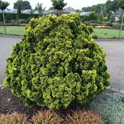 Cypruštek tupolistý  - Chamaecyparis obtusa 'Aurora' - 10/15cm
