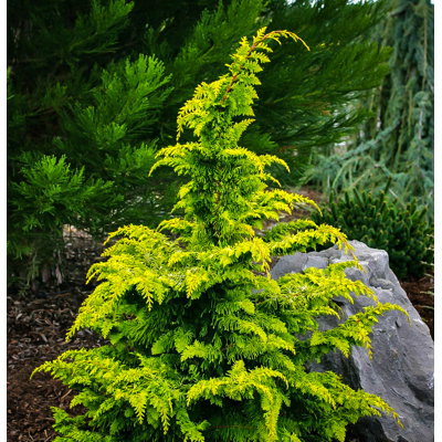 Cypruštek tupolistý - Chamaecyparis obtusa 'Fernspray Gold' - 20/30cm