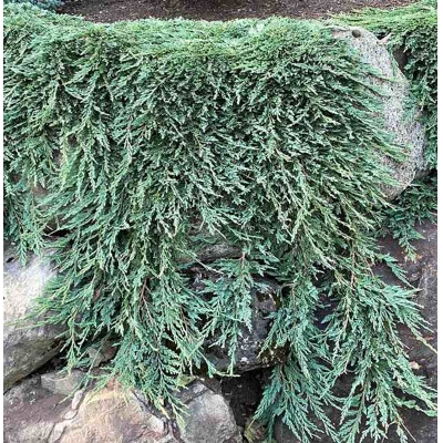 Borievka rozprestretá - Juniperus horizontalis ´Pancake´