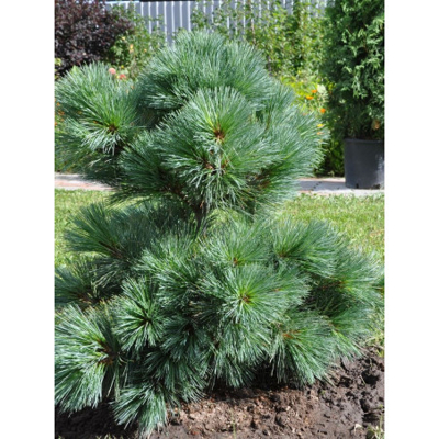 Borovica hladká  - Pinus strobus ´Radiata´ -25/30cm