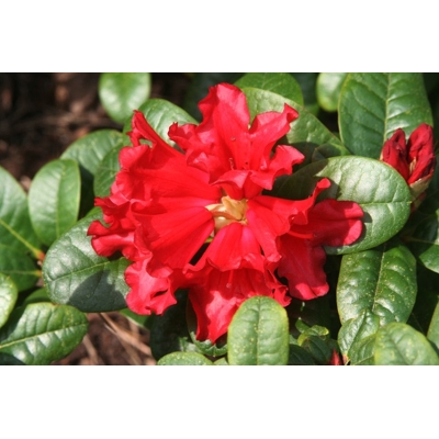 Rododendrón - Rhododendron ´Scarlet Wonder´ Co2,5L 20/30