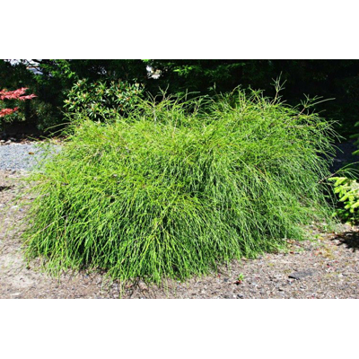 Tuja - Thuja plicata 'WHIPCORD' - 20/30cm