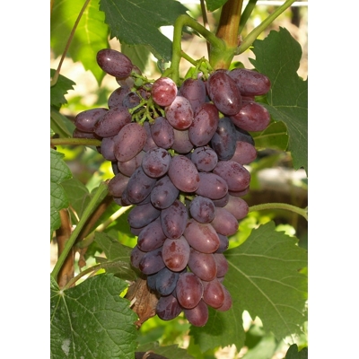 Vinič stolový - Vitis vinifera 'Besy´- biele bezsemenné Co3L KM20