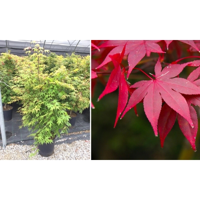 Javor dlaňolistý - Acer palmatum ´Osakazuki´  Co2,5L  20/30