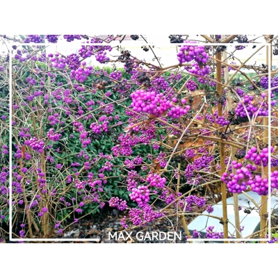 Krásnoplodka - Callicarpa bodinieri 'Profusion' - 20/30cm