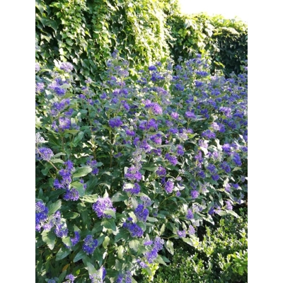 Caryopteris x clandonensis 'Inoveris' GRAND BLEU®  Co2,5L 20/30