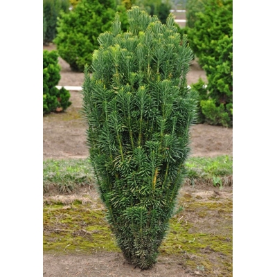 Hlavotis peckovitý - Cephalotaxus harringtonii ´Fastigiata´ Co15L 60/70