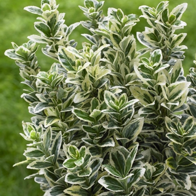 Bršlen japonský  - Euonymus japonicus  'White Spire'® - 20/30cm