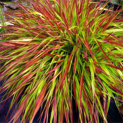 Hakonechloa macra &#039;Mulled Wine&#039;