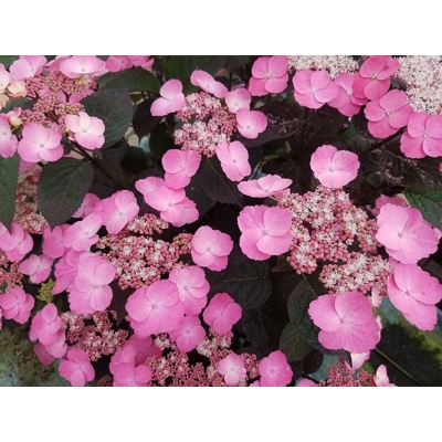 Hortenzia pílkatá - Hydrangea serrata ´Daredevil´ - 50/60cm