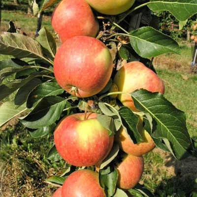 Jabloň zimná  - Malus domestica 'Idared' Co7.5L