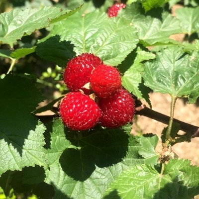 Malina červená - Rubus idaeus 'Glen Ample' Co1L