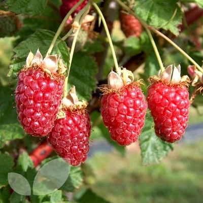 Malina červená - Rubus idaeus 'Tayberry' Co2L 40+