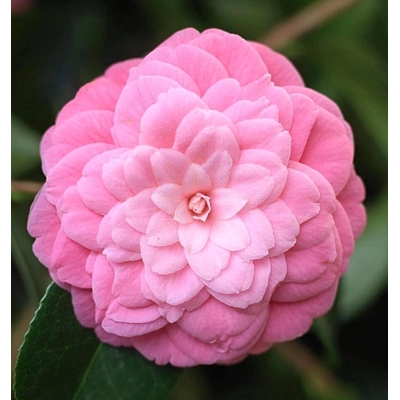 Kamélia Japonská  - Camellia japonica 'Mary Williams' Co2.5L 30/40