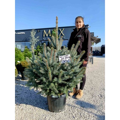 Smrek pichlavý - Picea pungens ´Super Blue Seedlings´ - 100/125cm - kore?ový bal