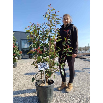 Červienka, Fotínia - Photinia fraseri ´Red Robin´  Co10L  110/130
