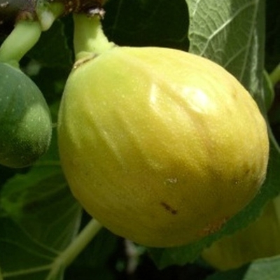 Ficus carica ´Brown Turkey´ Co15L  1/2 kmeň 80/100cm