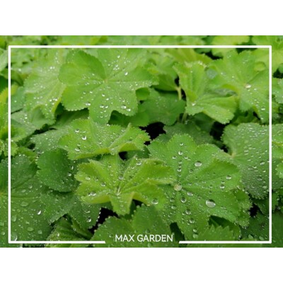 Alchemilka - Alchemilla mollis