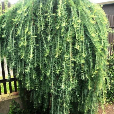 Smrekovec japonský - Larix kaempferi ´Stiff Weeper´ Co7L KM90
