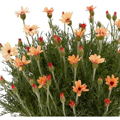 Rhodanthemum ´Zagora Orange´