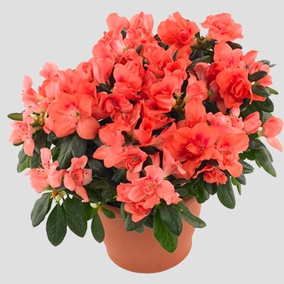 Azalka japonská - Azalea japonica 'SILVER SWORD' Co2.5L 20/30