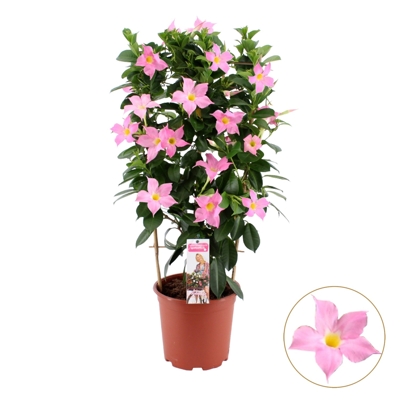 Mandevilla hybrida - ružová P17