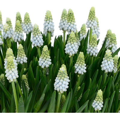 Muscari aucheri ´White Magic´ Co9 (7-8ks/črepník)
