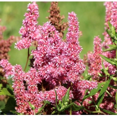 Astilba - Astilbe japonica ´Köln´ Co14