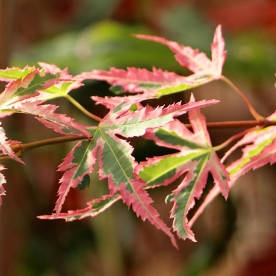 Javor dlaňolistý - Acer palmatum 'Orange Dream'  Co6L 50/60