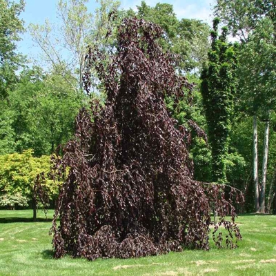 Fagus sylvatica ´Purpurea pendula´ Co35L km200 10/12