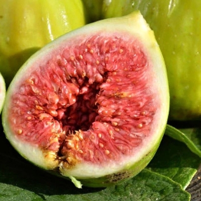 Figovník - Ficus carica ´Brogiotto Bianco´ 20/30 Co2L