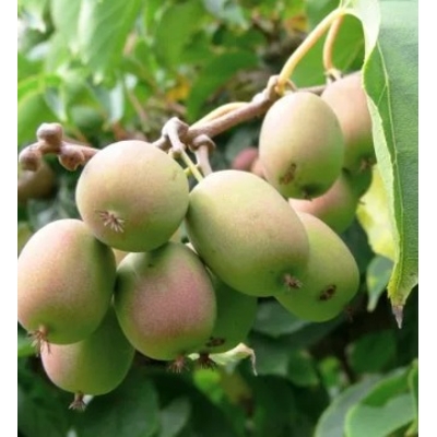 Actinidia arguta - mini kiwi 'Ken´s Red' Co2L