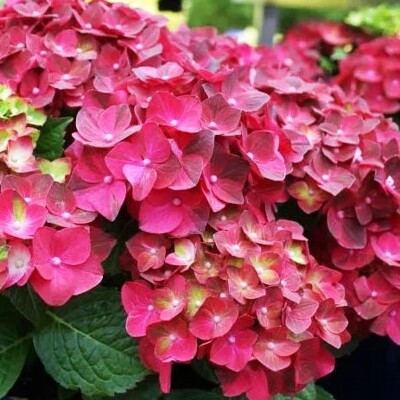 Hortenzia kalinolistá - Hydrangea macrophylla ´Saxon® Bright Red´ - 30/80cm