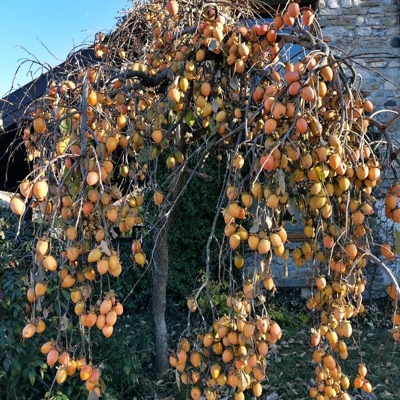 Ebenovník rajčiakový - Diospyros kaki - Hurmi Kaki  KM120
