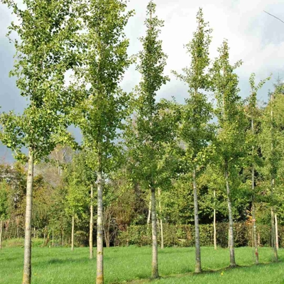 Ginko dvojlaločné - Ginko biloba 8/10