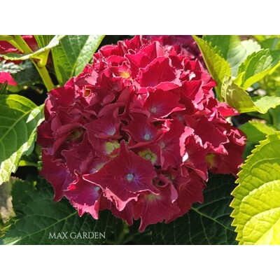Hortenzia kalinolistá - Hydrangea macrophylla - ?ERVENÁ - 40/80cm