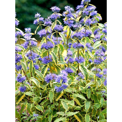 Caryopteris x clandonensis 'Summer Sorbet' - 20/30cm